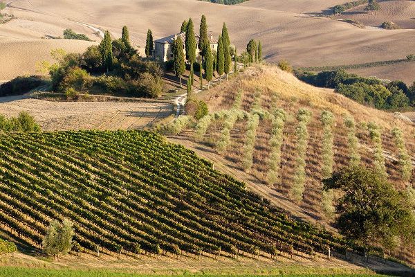 Eggers, Julie 아티스트의 Italy-Tuscany Belvedere House-Olive trees-and vineyards near San Quirico dOrcia작품입니다.